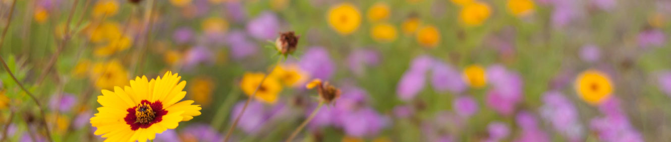 flowers in field