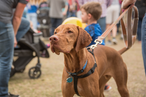 Cute dog sniffing air during Pig on the Pond event