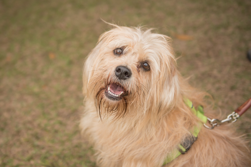 Adorable blonde dog at Pig on the Pond event